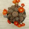 Rebutia_heliosa_2